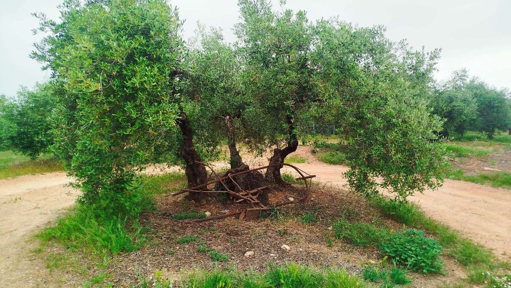 Undeveloped Land for sale in Hornachuelos - € 360,000 (Ref: 9858376)
