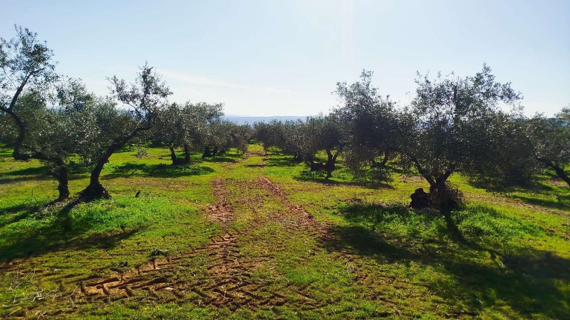 Undeveloped Land for sale in Hornachuelos - € 360,000 (Ref: 9858376)