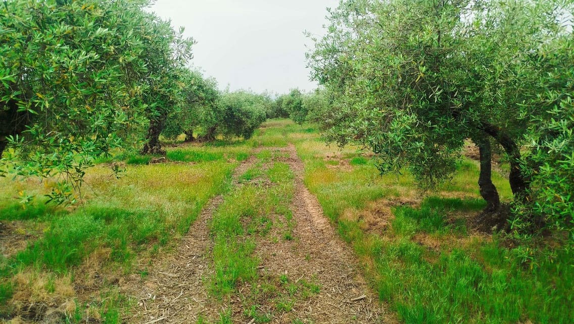 Undeveloped Land for sale in Hornachuelos - € 360,000 (Ref: 9858376)