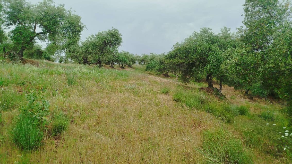 Undeveloped Land for sale in Hornachuelos - € 360,000 (Ref: 9858376)