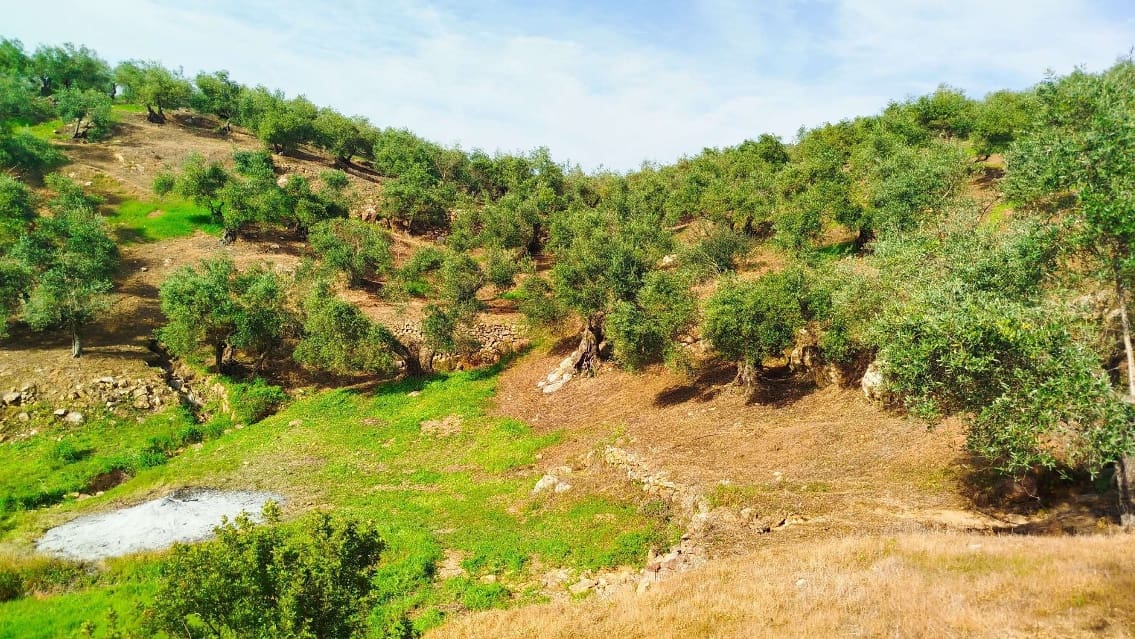 Undeveloped Land for sale in Hornachuelos - € 360,000 (Ref: 9858376)