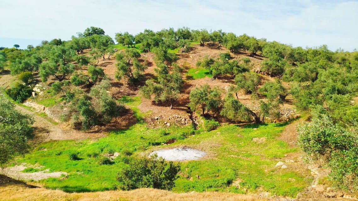 Undeveloped Land for sale in Hornachuelos - € 360,000 (Ref: 9858376)