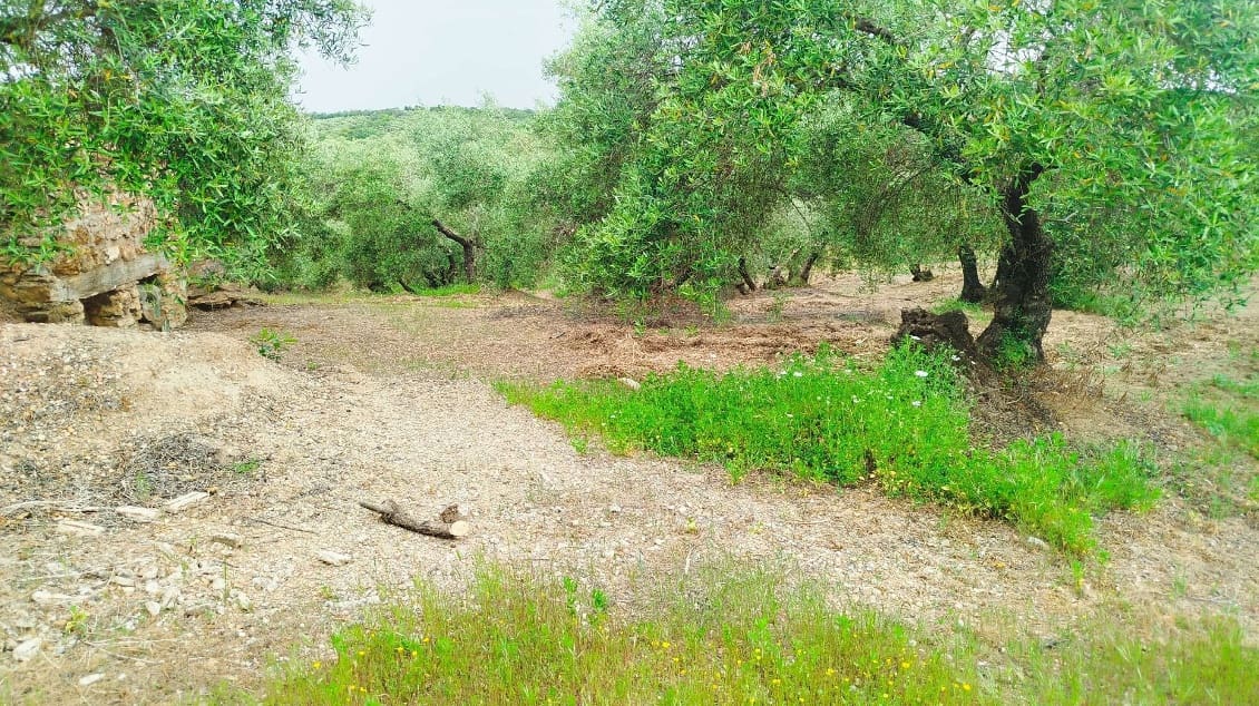 Undeveloped Land for sale in Hornachuelos - € 360,000 (Ref: 9858376)