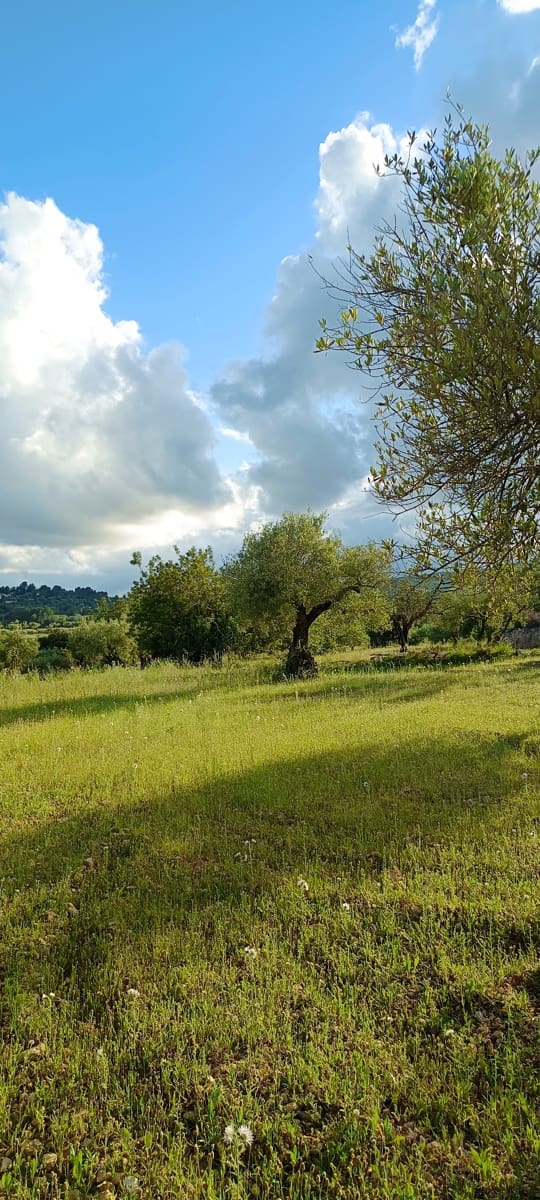 Ubebygd land til salgs i Sant Jordi - € 41 000 (Ref: 9863511)