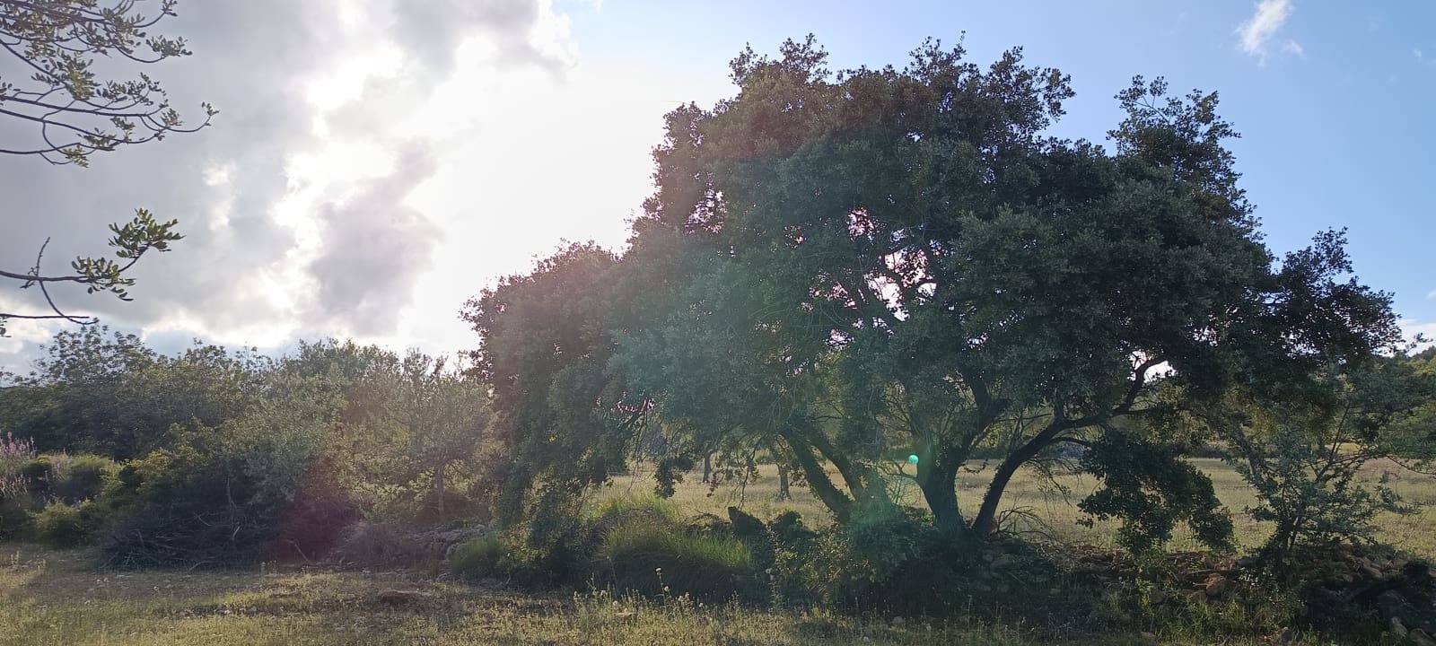 Ubebygd land til salgs i Sant Jordi - € 41 000 (Ref: 9863511)
