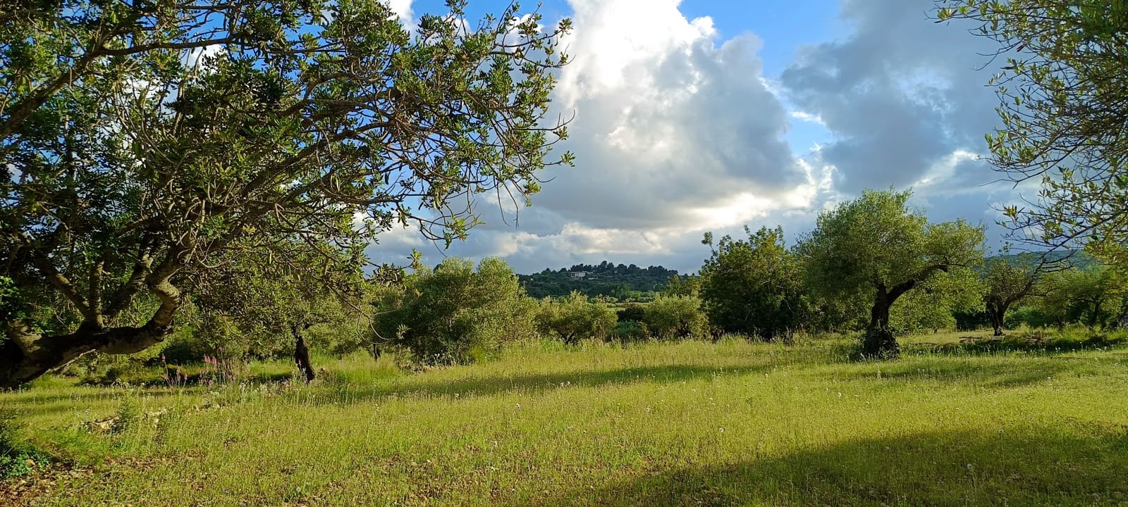 Ubebygd land til salgs i Sant Jordi - € 41 000 (Ref: 9863511)