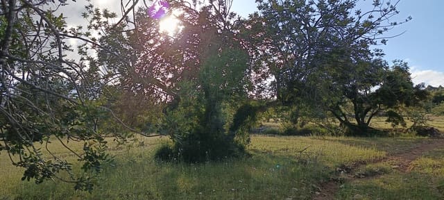 Ubebygd land til salgs i Sant Jordi - € 41 000 (Ref: 9863511)