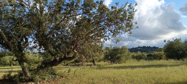 Ubebygd land til salgs i Sant Jordi - € 41 000 (Ref: 9863511)
