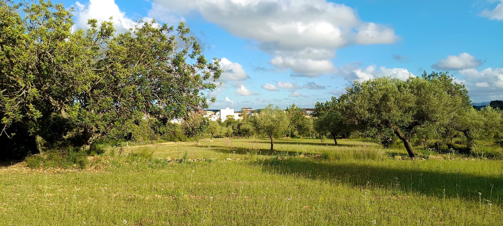 Ubebygd land til salgs i Sant Jordi - € 41 000 (Ref: 9863511)
