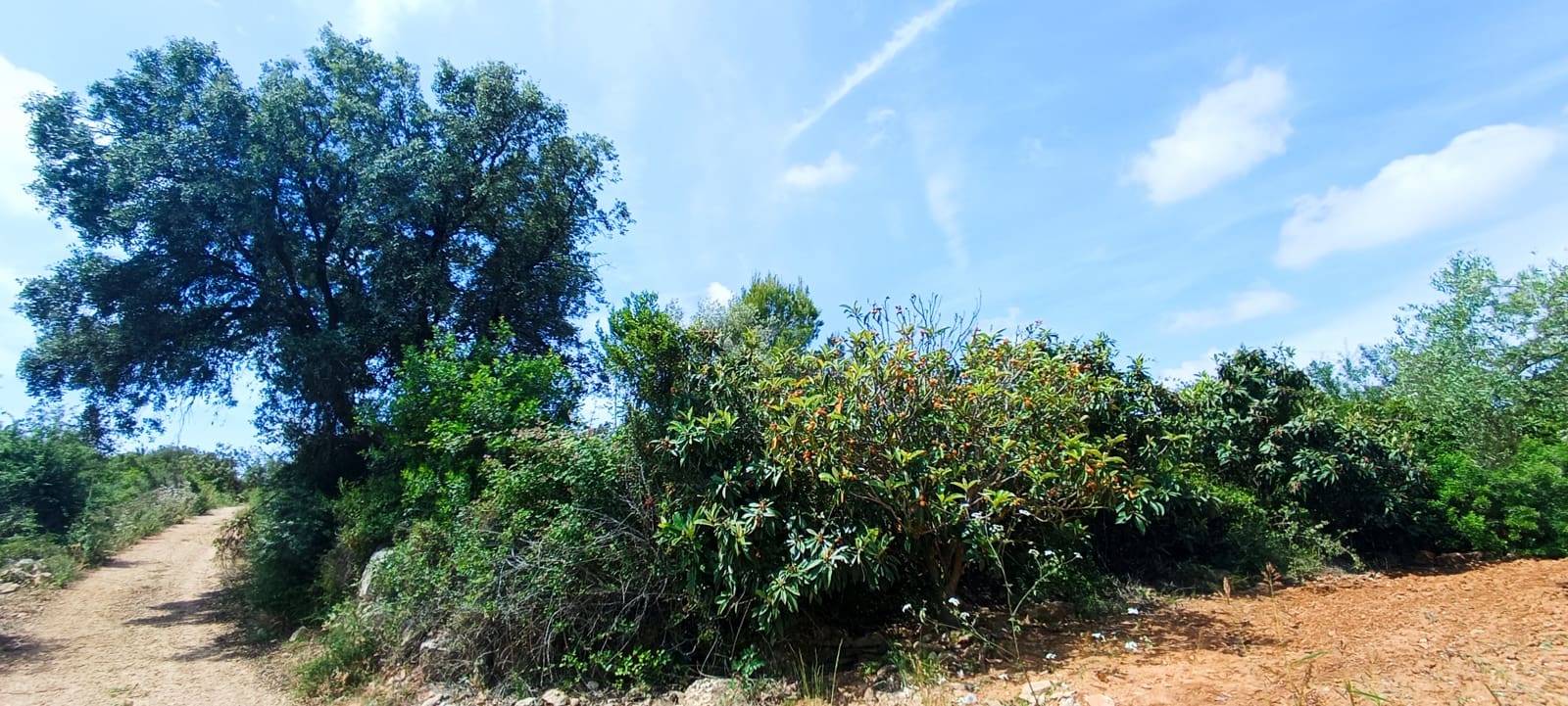 Teren niezagospodarowany na sprzedaż w Cervera del Maestre / Cervera del Maestrat - 135 000 € (Ref: 9889494)