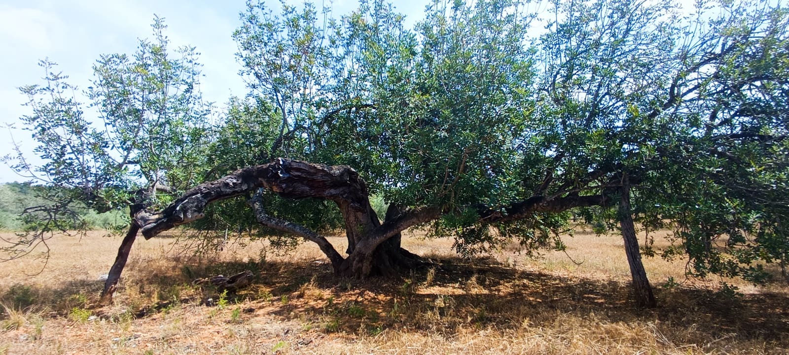 Teren niezagospodarowany na sprzedaż w Cervera del Maestre / Cervera del Maestrat - 135 000 € (Ref: 9889494)
