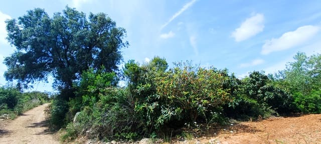 Terre non Aménagée à vendre à Cervera del Maestre / Cervera del Maestrat - 135 000 € (Ref: 9889494)