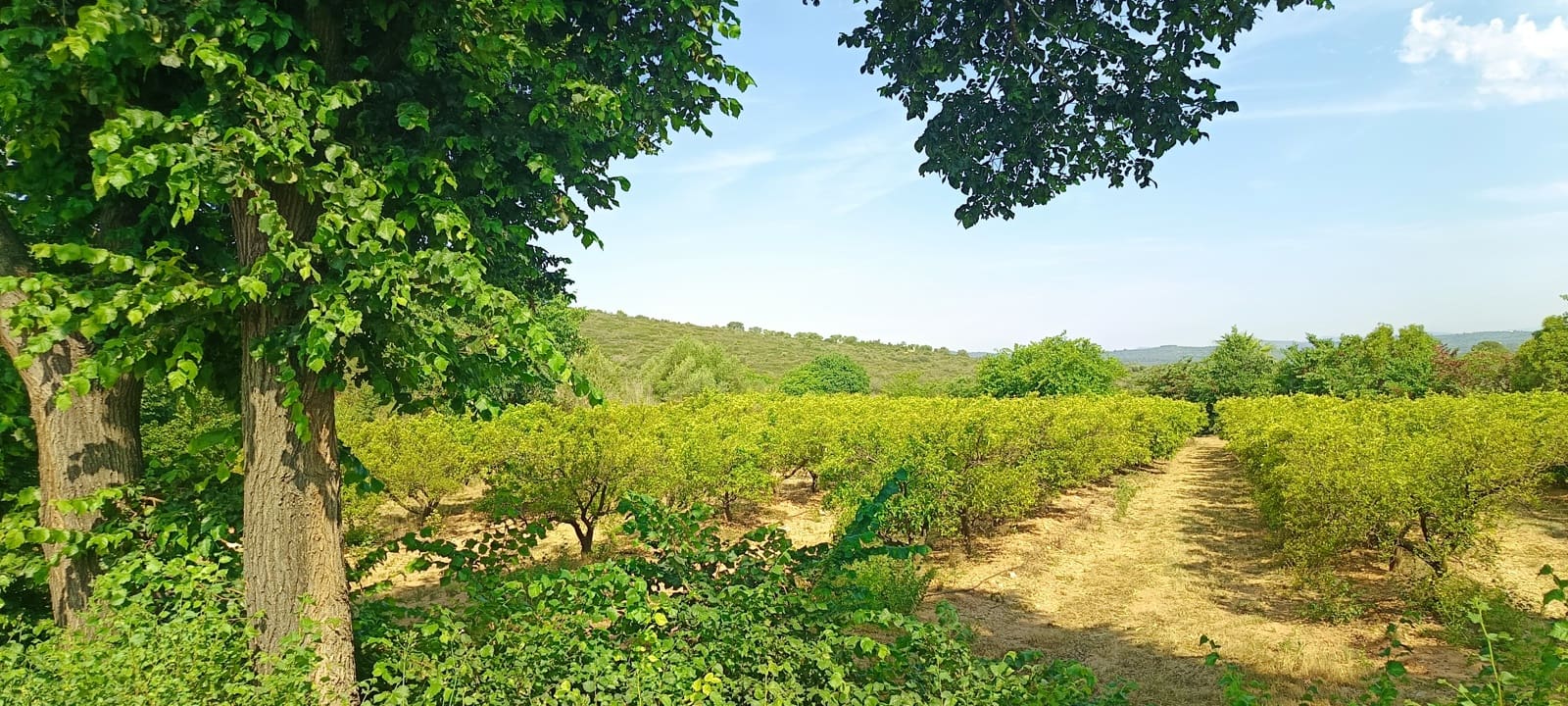 Teren niezagospodarowany na sprzedaż w Cervera del Maestre / Cervera del Maestrat - 135 000 € (Ref: 9889494)