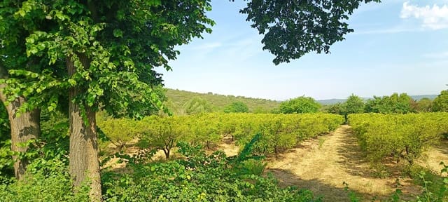 Terre non Aménagée à vendre à Cervera del Maestre / Cervera del Maestrat - 135 000 € (Ref: 9889494)