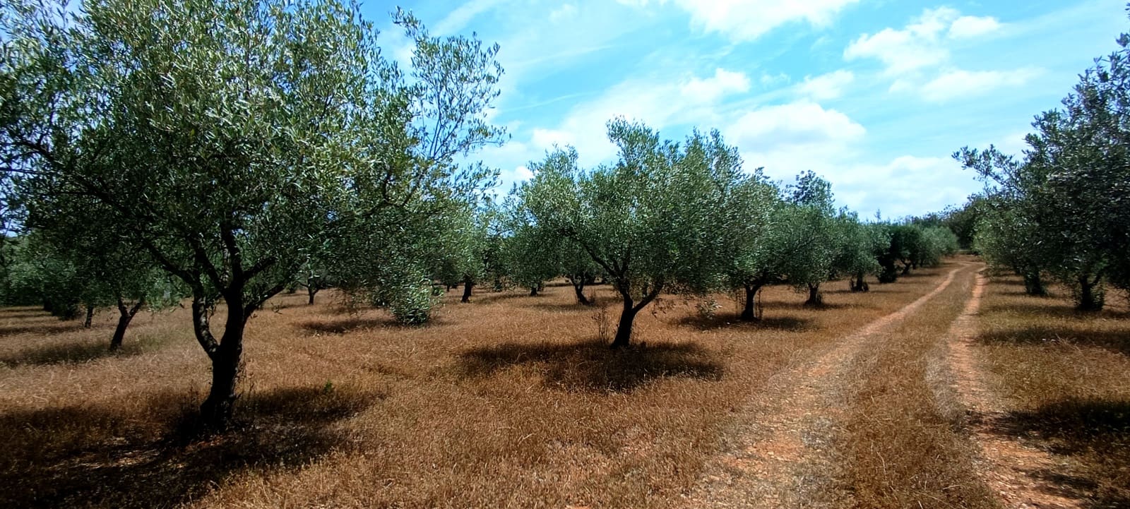 Teren niezagospodarowany na sprzedaż w Cervera del Maestre / Cervera del Maestrat - 135 000 € (Ref: 9889494)