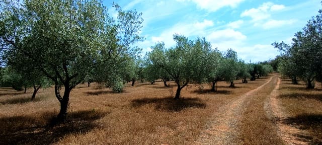 Terre non Aménagée à vendre à Cervera del Maestre / Cervera del Maestrat - 135 000 € (Ref: 9889494)