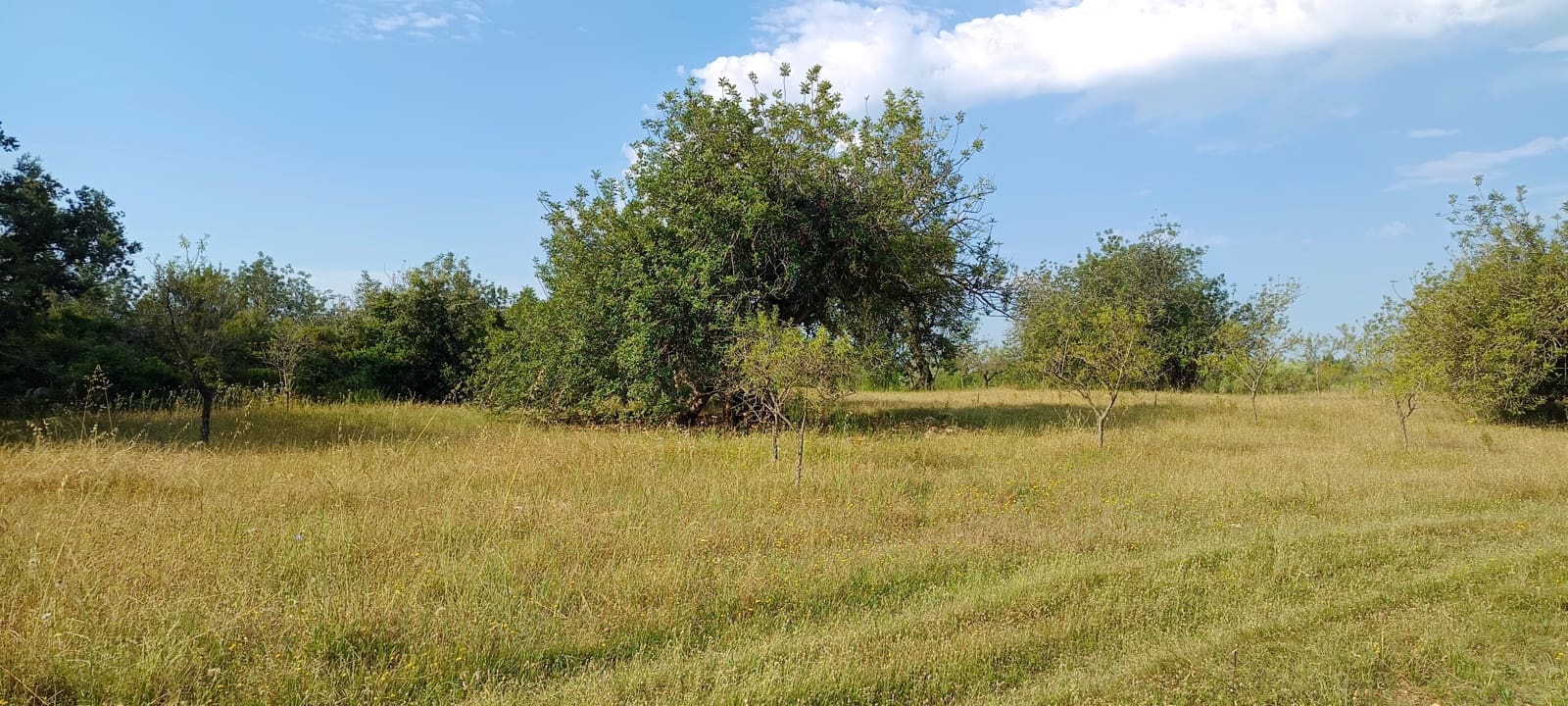 Teren niezagospodarowany na sprzedaż w Cervera del Maestre / Cervera del Maestrat - 135 000 € (Ref: 9889494)
