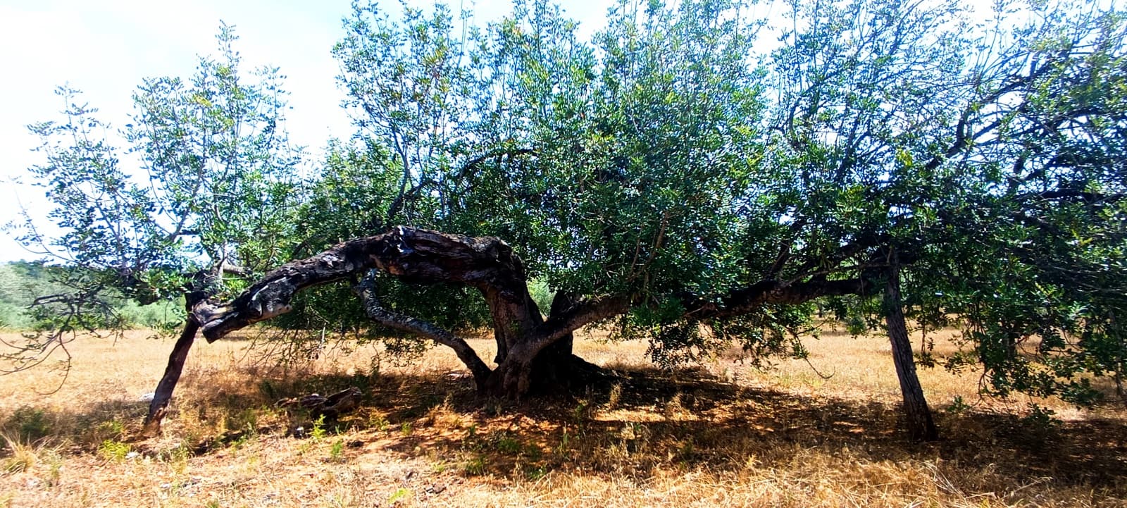 Teren niezagospodarowany na sprzedaż w Cervera del Maestre / Cervera del Maestrat - 135 000 € (Ref: 9889494)