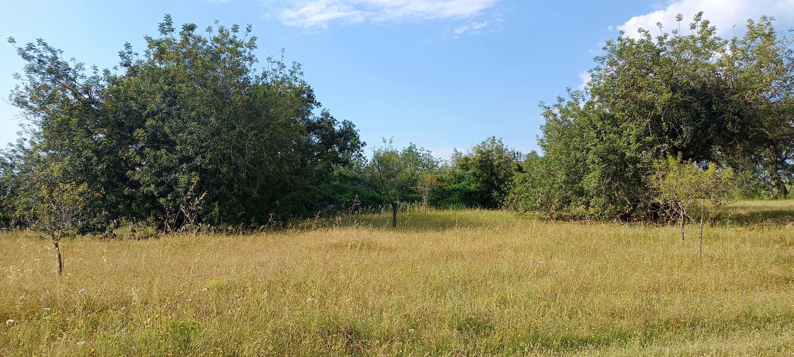 Teren niezagospodarowany na sprzedaż w Cervera del Maestre / Cervera del Maestrat - 135 000 € (Ref: 9889494)