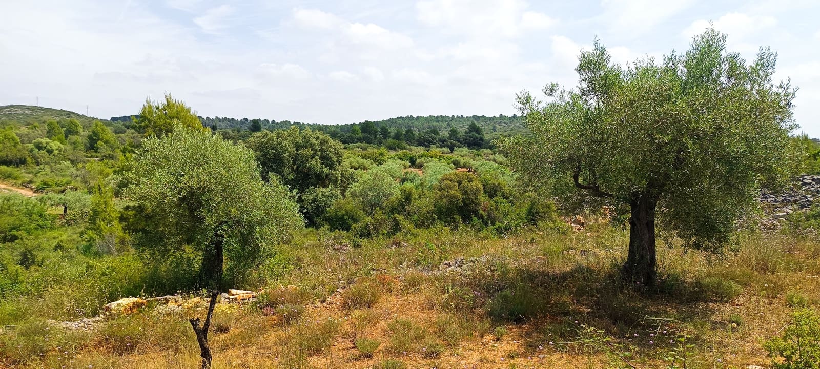 Teren niezagospodarowany na sprzedaż w Cervera del Maestre / Cervera del Maestrat - 135 000 € (Ref: 9889494)