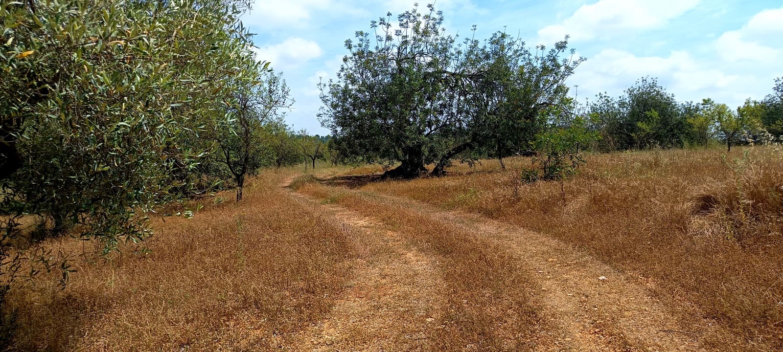 Teren niezagospodarowany na sprzedaż w Cervera del Maestre / Cervera del Maestrat - 135 000 € (Ref: 9889494)