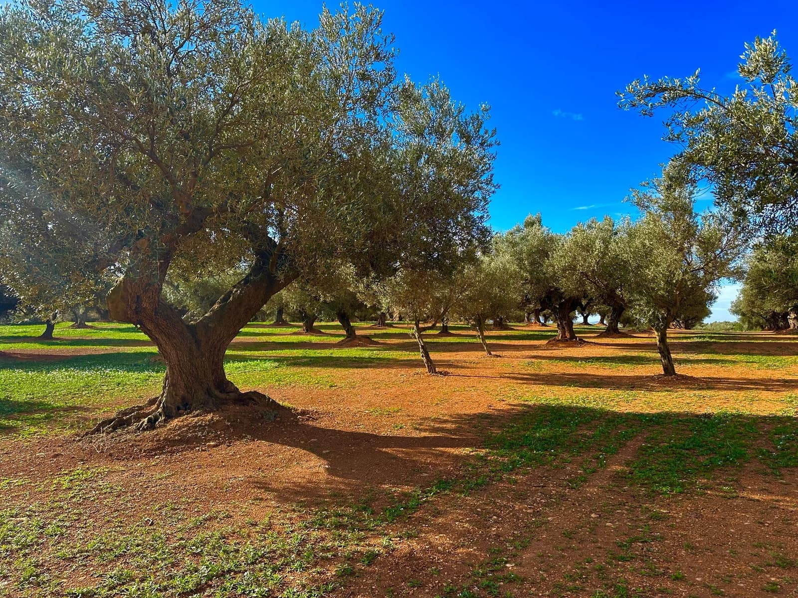 Finca/Country House for sale in Cervera del Maestre / Cervera del Maestrat with pool garage - € 285,000 (Ref: 9897292)