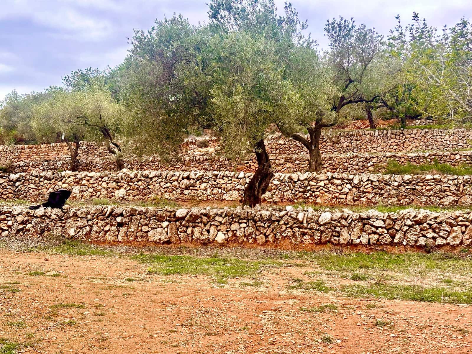 Finca/Country House for sale in Cervera del Maestre / Cervera del Maestrat with pool garage - € 285,000 (Ref: 9897292)