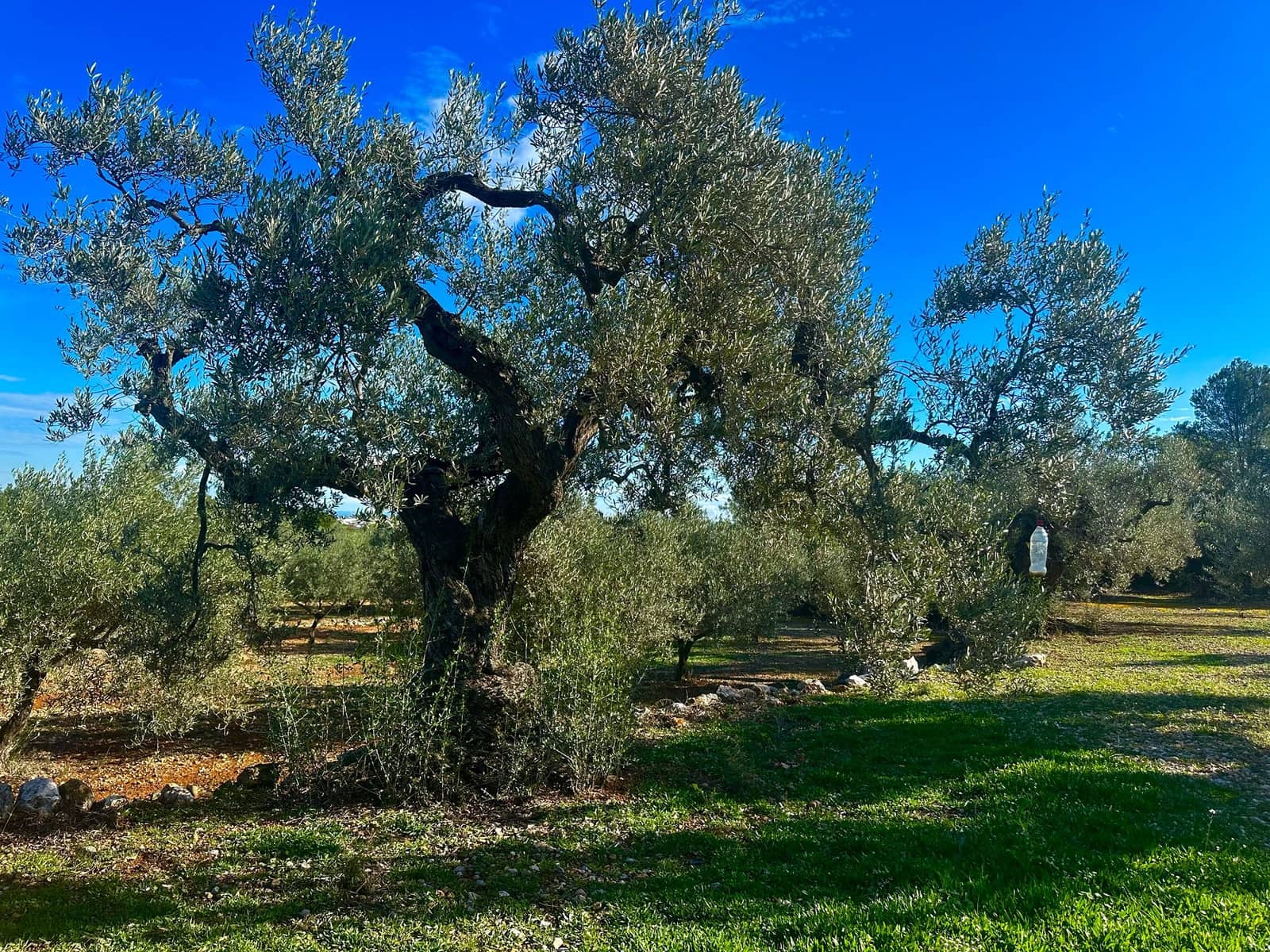 Finca/Country House for sale in Cervera del Maestre / Cervera del Maestrat with pool garage - € 285,000 (Ref: 9897292)