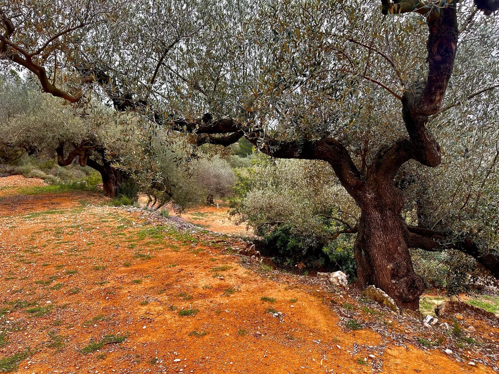 Finca/Country House for sale in Cervera del Maestre / Cervera del Maestrat with pool garage - € 285,000 (Ref: 9897292)