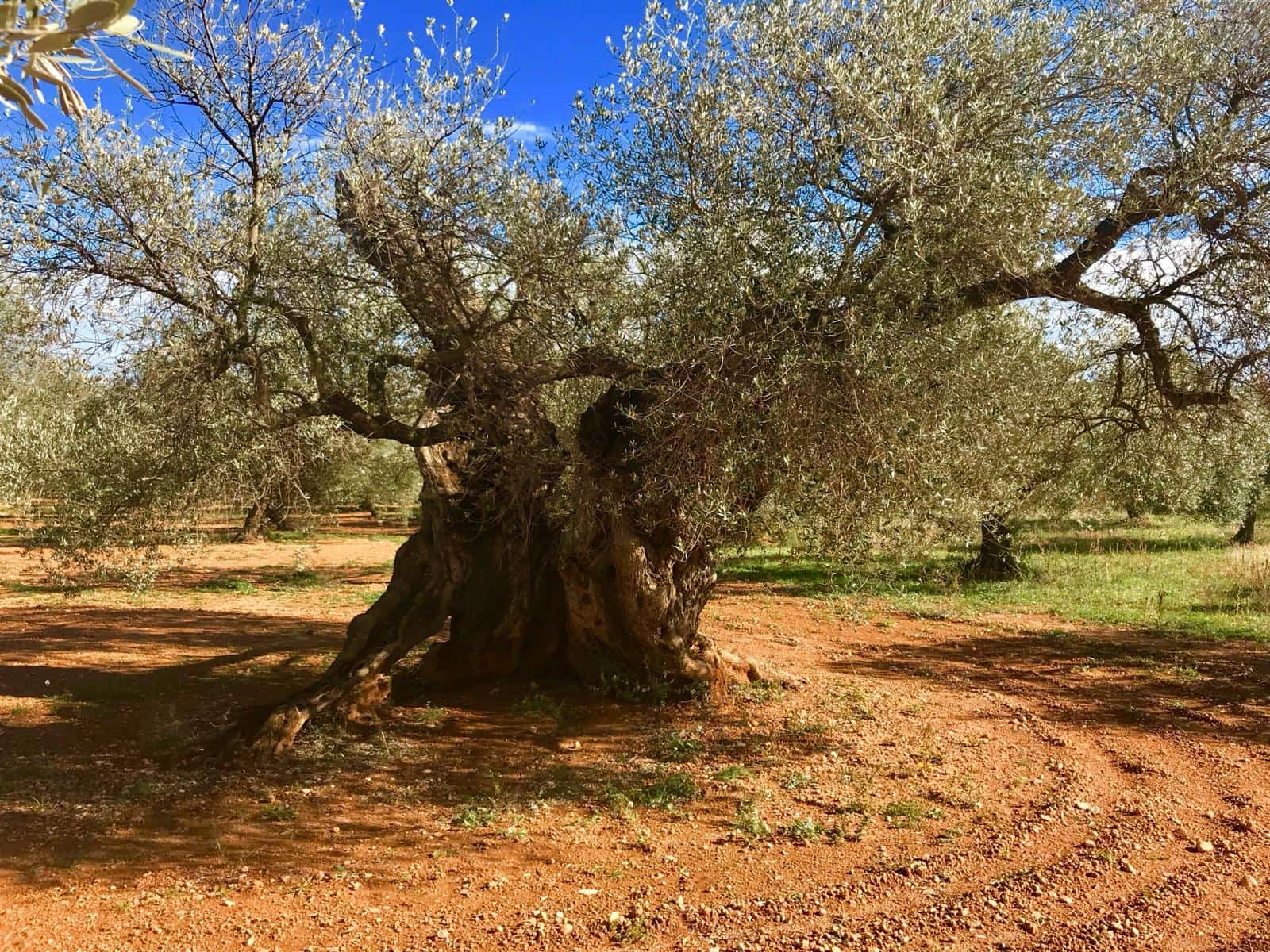 Finca/Country House for sale in Cervera del Maestre / Cervera del Maestrat - € 285,000 (Ref: 9897331)