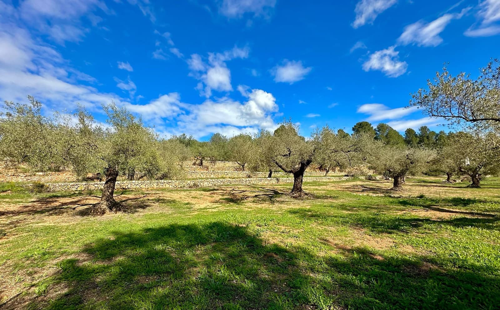 Finca/Country House for sale in Cervera del Maestre / Cervera del Maestrat - € 285,000 (Ref: 9897331)