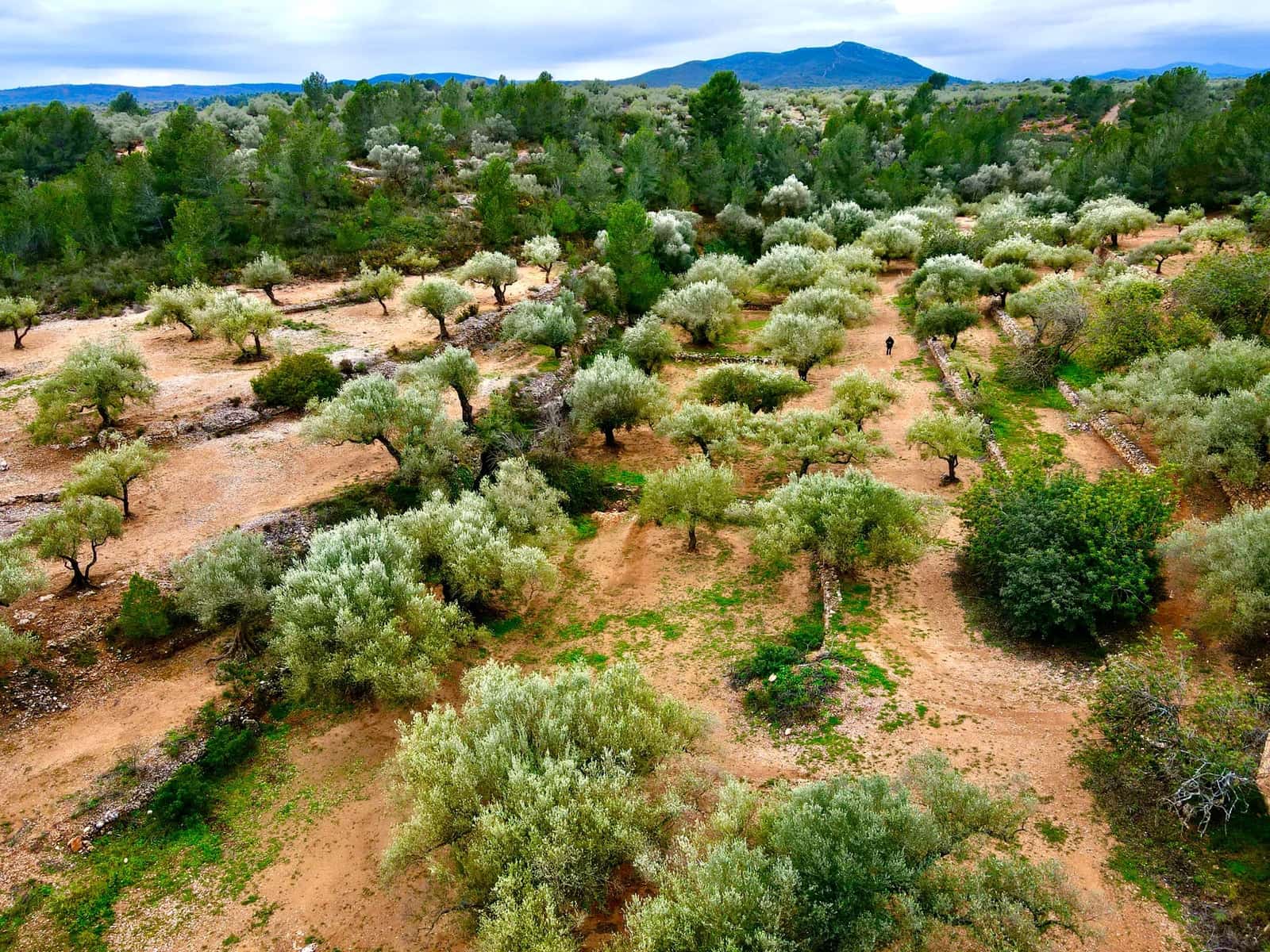 Finca/Country House for sale in Cervera del Maestre / Cervera del Maestrat - € 285,000 (Ref: 9897331)