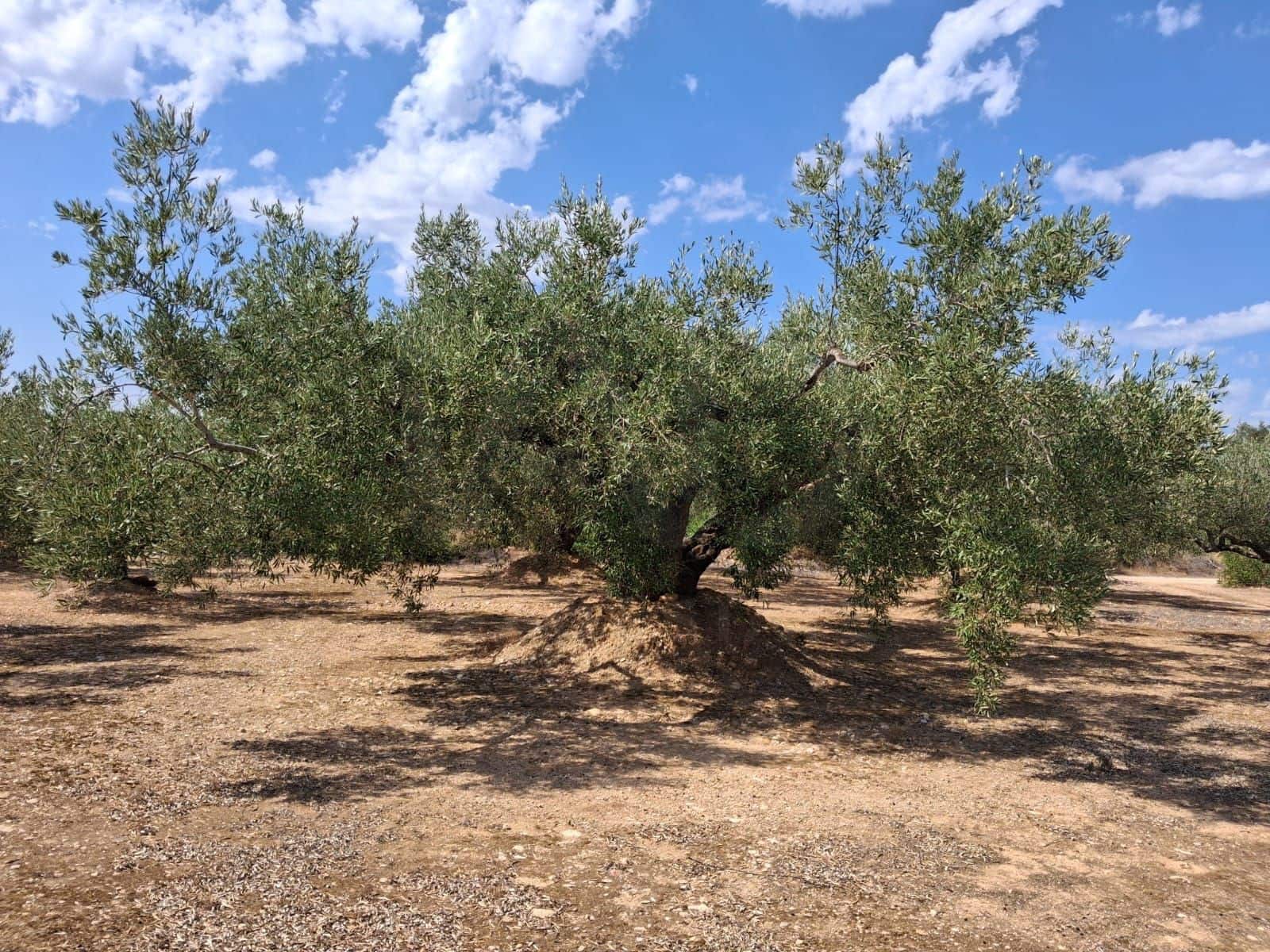 Landgrundstück zu verkaufen in L'Ampolla - 94.000 € (Ref: 10007144)