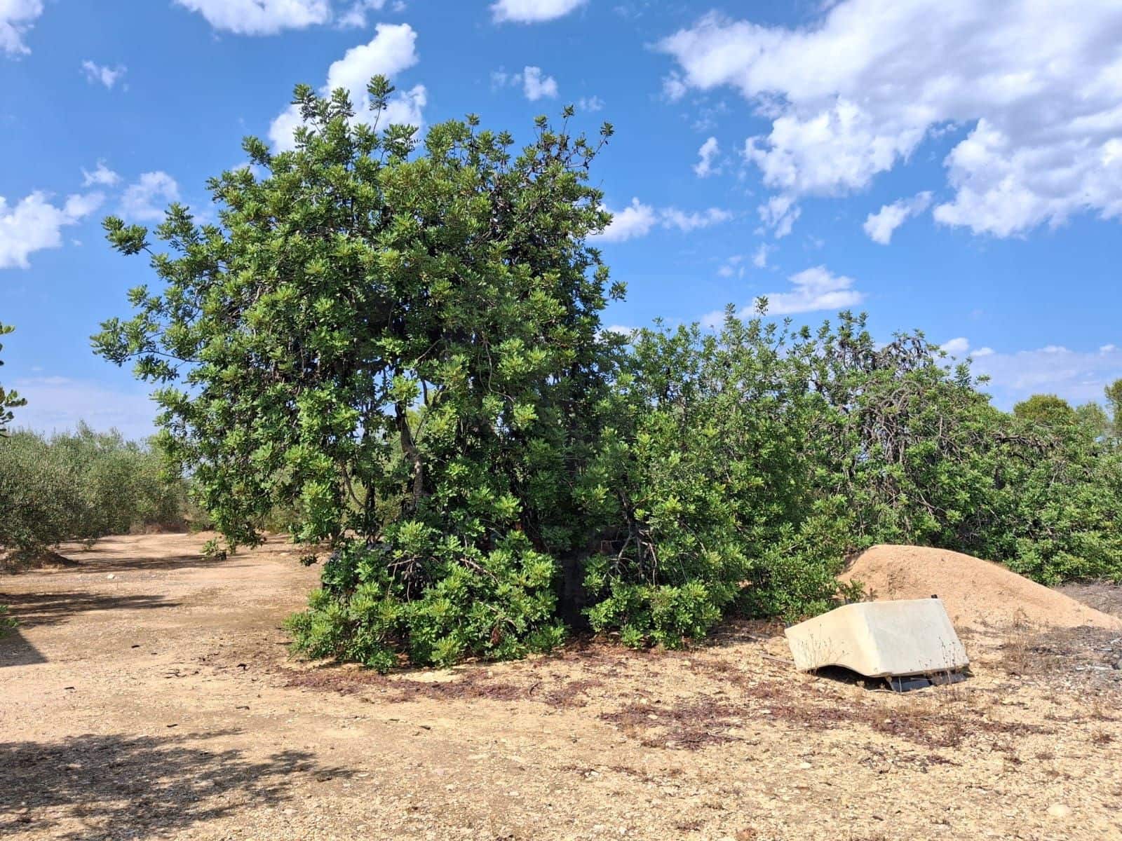 Landgrundstück zu verkaufen in L'Ampolla - 94.000 € (Ref: 10007144)