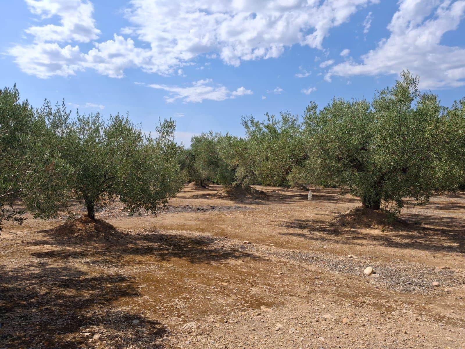 Landgrundstück zu verkaufen in L'Ampolla - 94.000 € (Ref: 10007144)