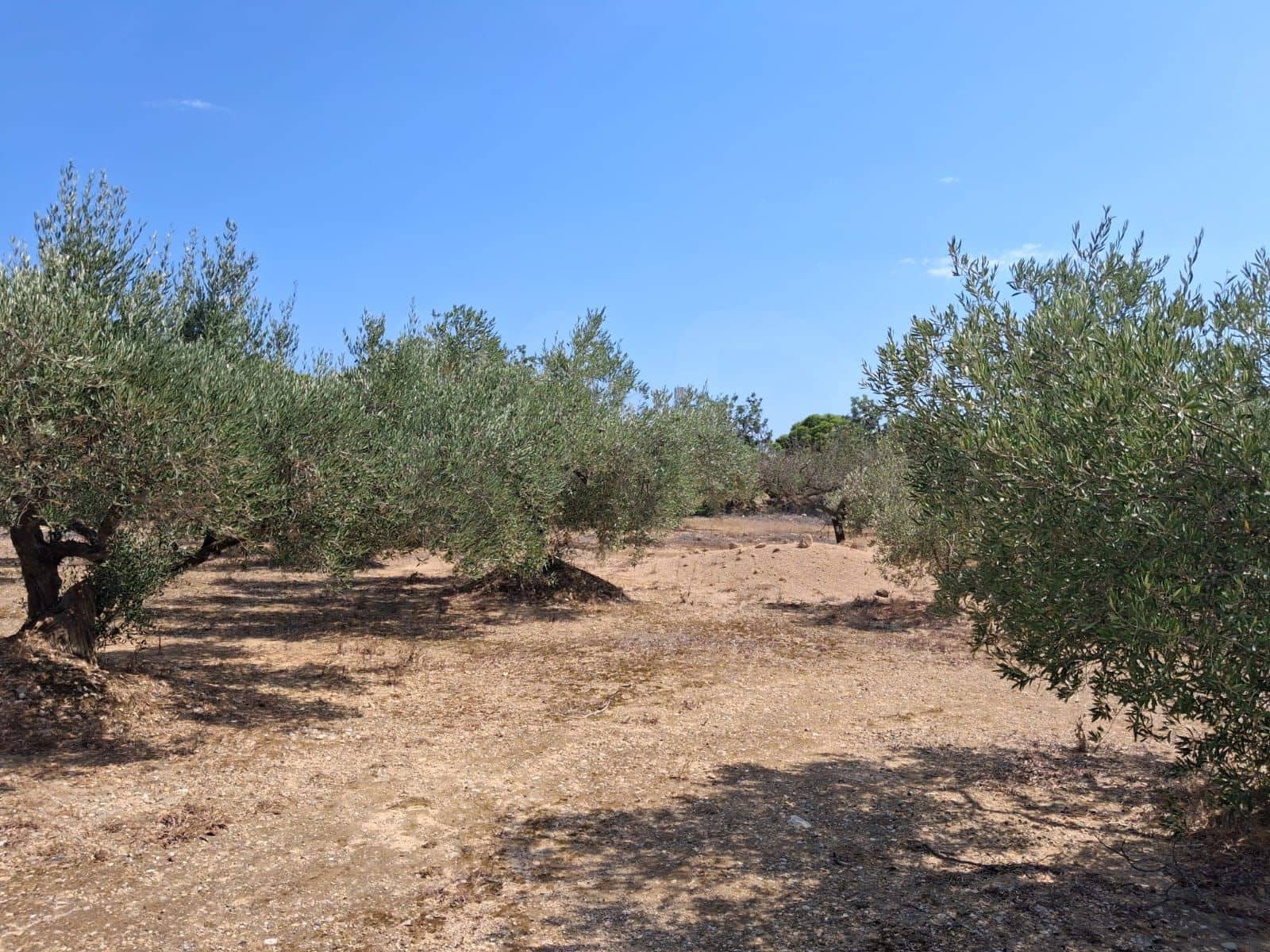 Landgrundstück zu verkaufen in L'Ampolla - 94.000 € (Ref: 10007144)