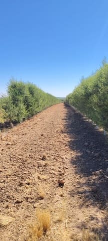 Terre non Aménagée à vendre à Ecija - 135 000 € (Ref: 10008189)