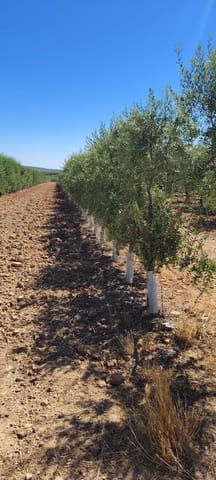Terre non Aménagée à vendre à Ecija - 135 000 € (Ref: 10008189)