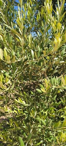 Terre non Aménagée à vendre à Ecija - 135 000 € (Ref: 10008189)