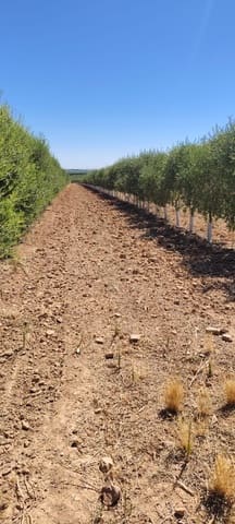Terre non Aménagée à vendre à Ecija - 135 000 € (Ref: 10008189)