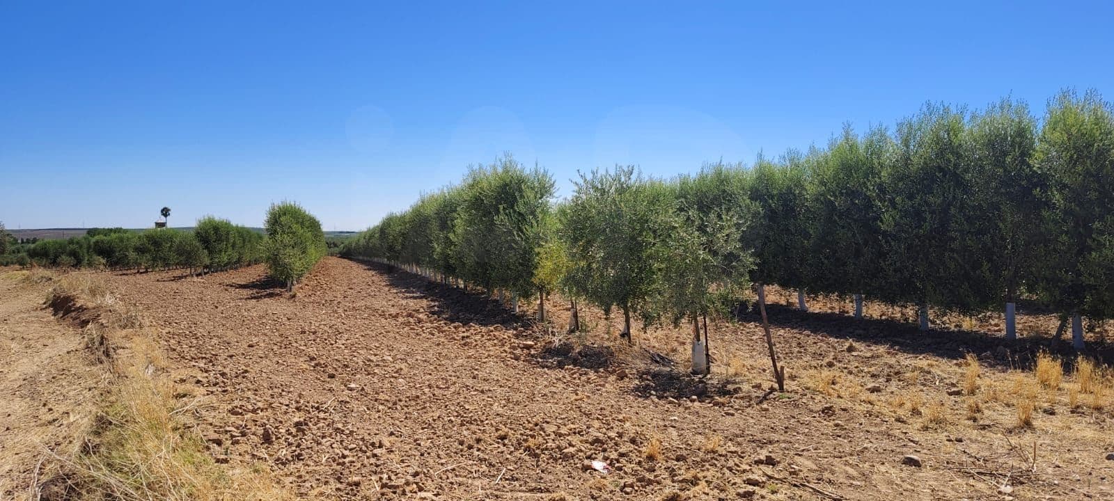 Terre non Aménagée à vendre à Ecija - 135 000 € (Ref: 10008189)