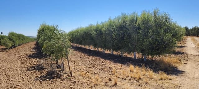 Terre non Aménagée à vendre à Ecija - 135 000 € (Ref: 10008189)