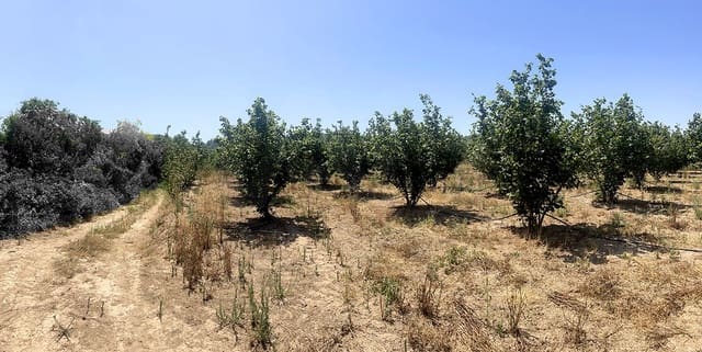 Finca/Casa di Campagna in vendita in Vallmoll - 22.500 € (Rif: 10009154)