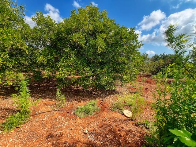 Landgrundstück zu verkaufen in Oliva Pueblo, Oliva - 15.000 € (Ref: 10012758)