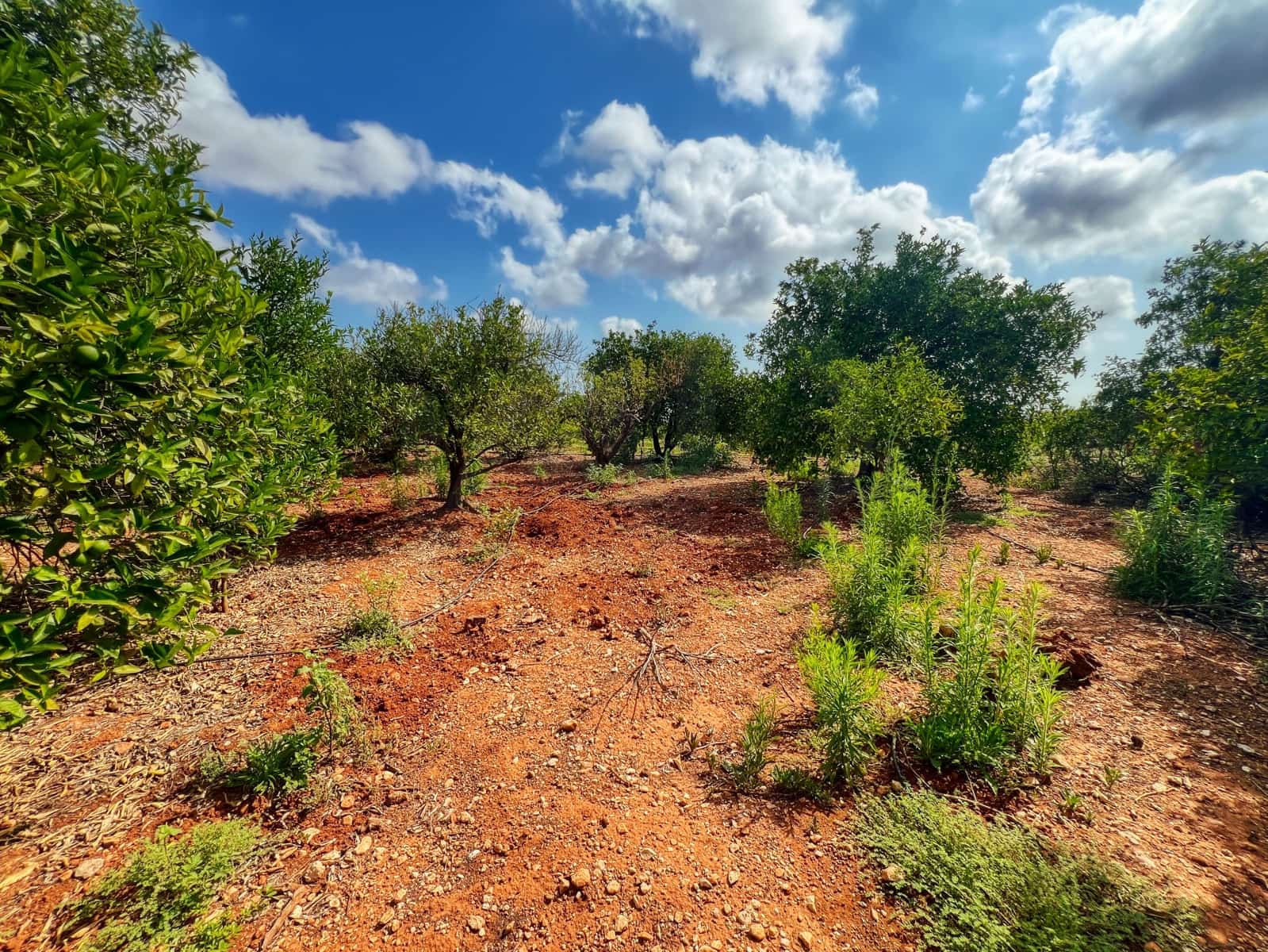 Undeveloped Land for sale in Oliva - € 15,000 (Ref: 10012758)