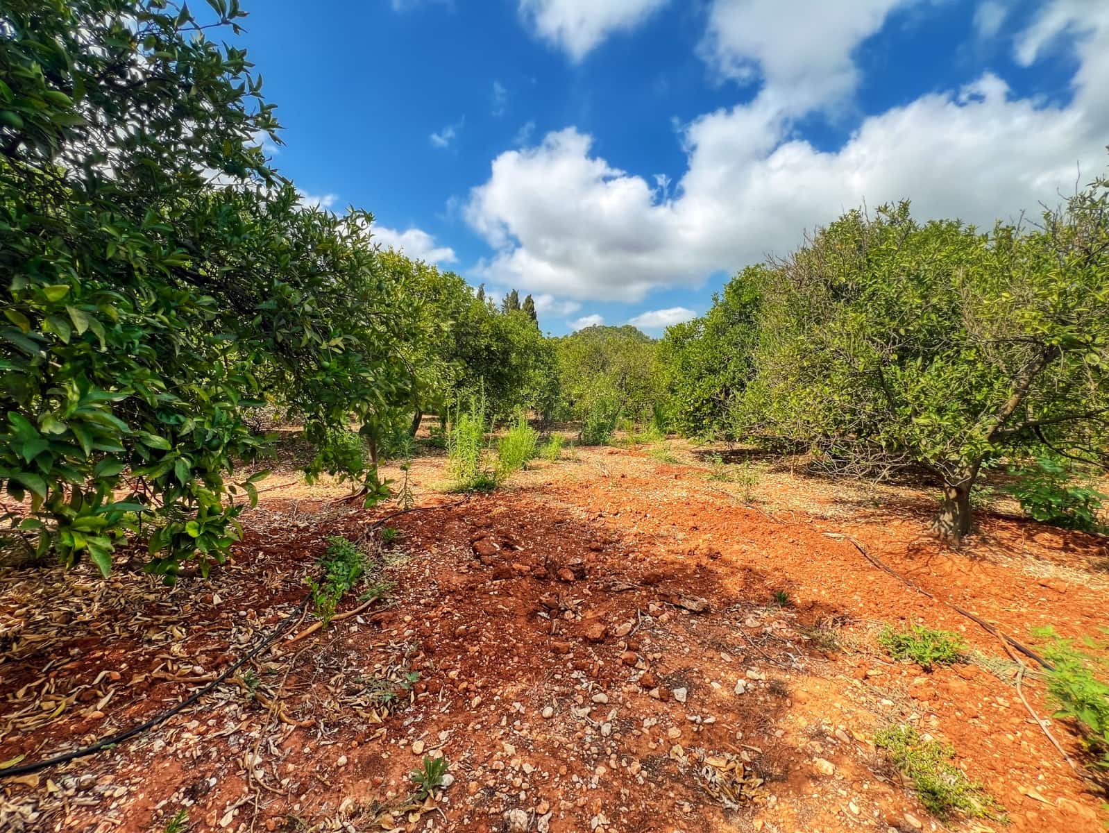 Undeveloped Land for sale in Oliva - € 15,000 (Ref: 10012758)