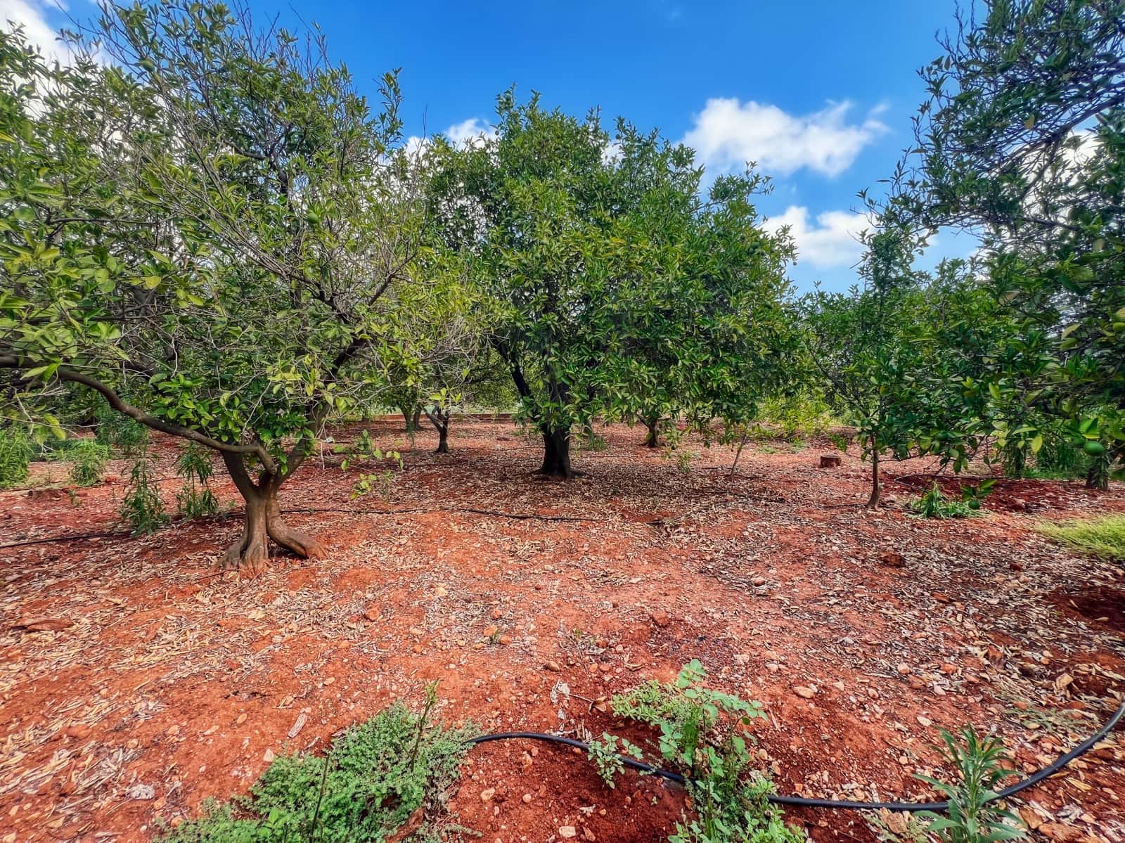 Undeveloped Land for sale in Oliva - € 15,000 (Ref: 10012758)
