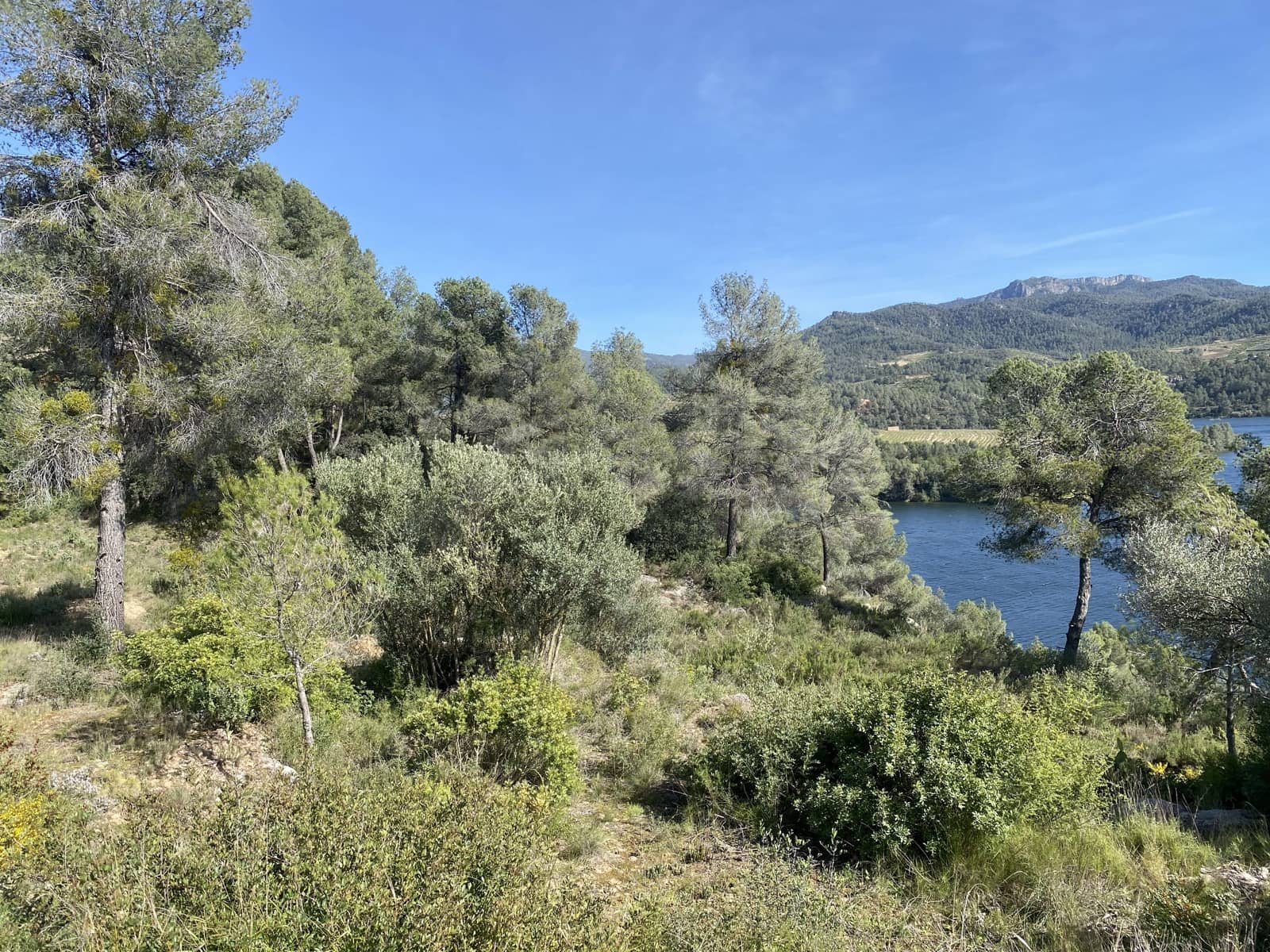 Undeveloped Land for sale in Els Guiamets - € 421,000 (Ref: 10014795)