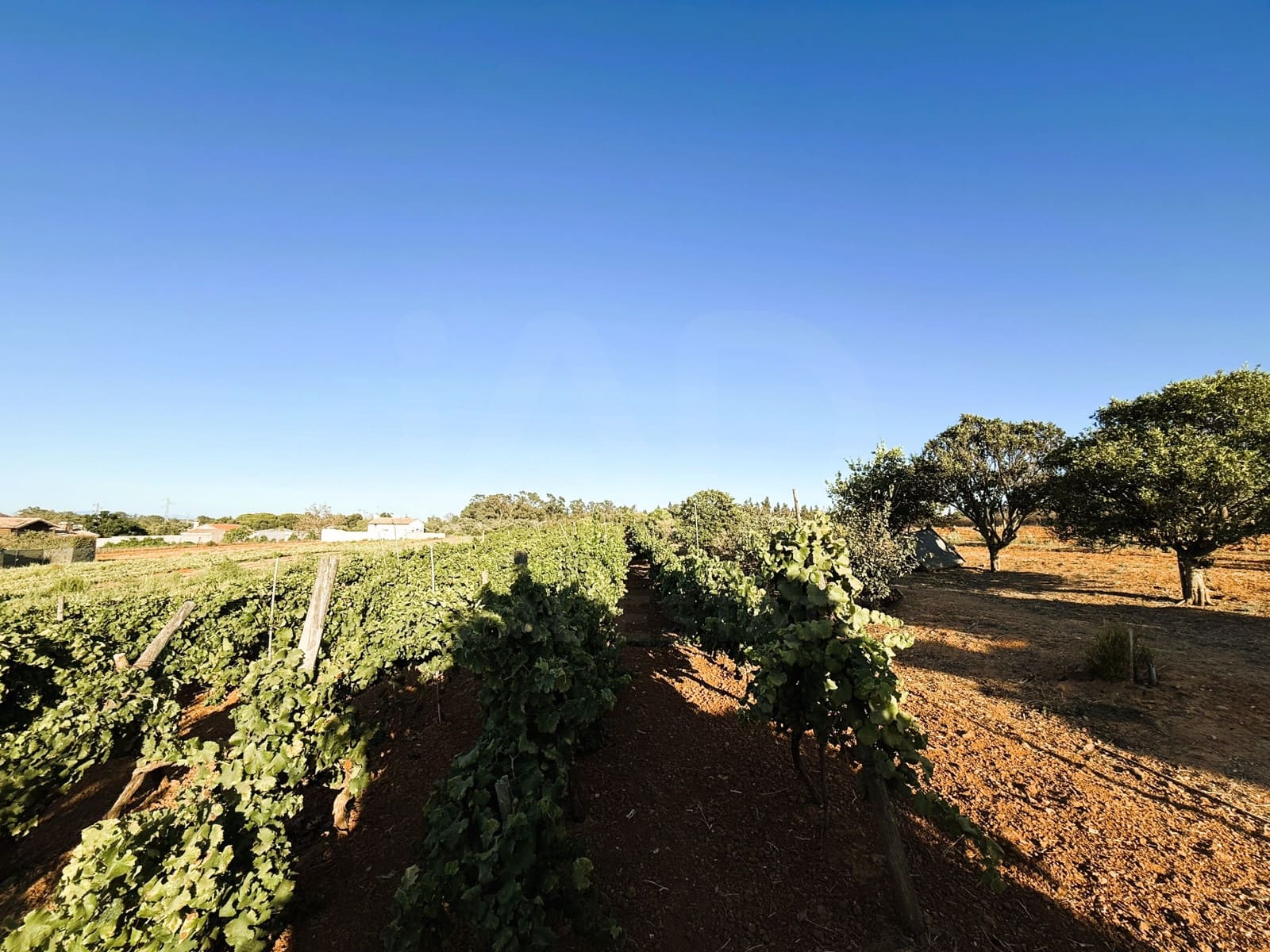 Undeveloped Land for sale in Chiclana de la Frontera - € 379,000 (Ref: 10016994)