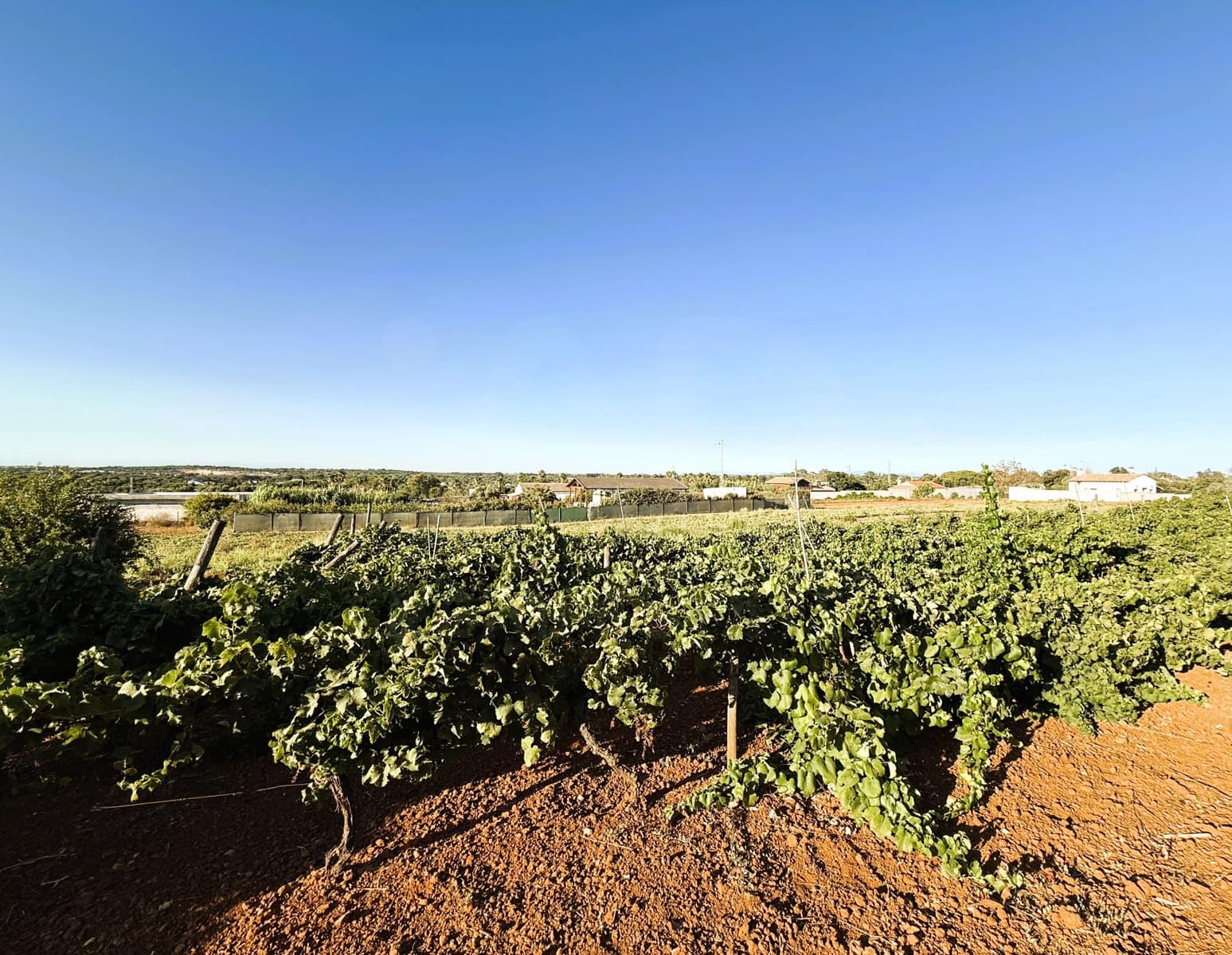 Undeveloped Land for sale in Chiclana de la Frontera - € 379,000 (Ref: 10016994)